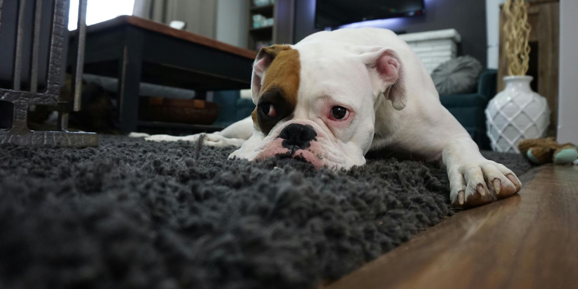 Charming bulldog resting on a cozy rug in a stylish living room setting.